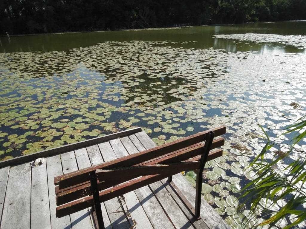Egy tó partján álló fa stég látható háttámlás paddal, a vízfelszínt sűrűn borítják a vízililiom levelei; a háttérben fák szegélyezik a nyugodt, természetes környezetet.